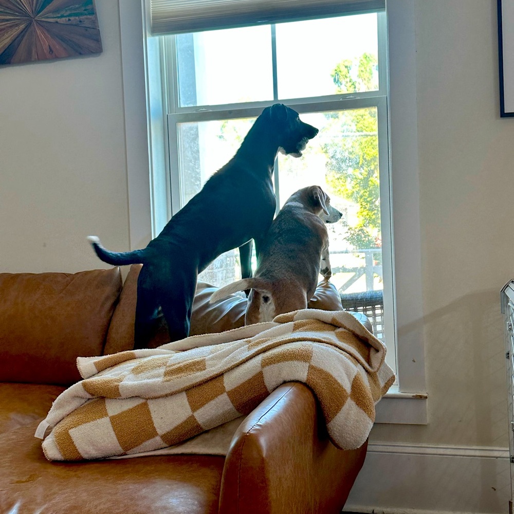 Meet your Posher, Holleyhawley